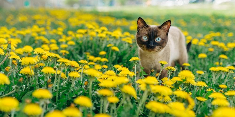 The benefits of dandelion leaf for cats