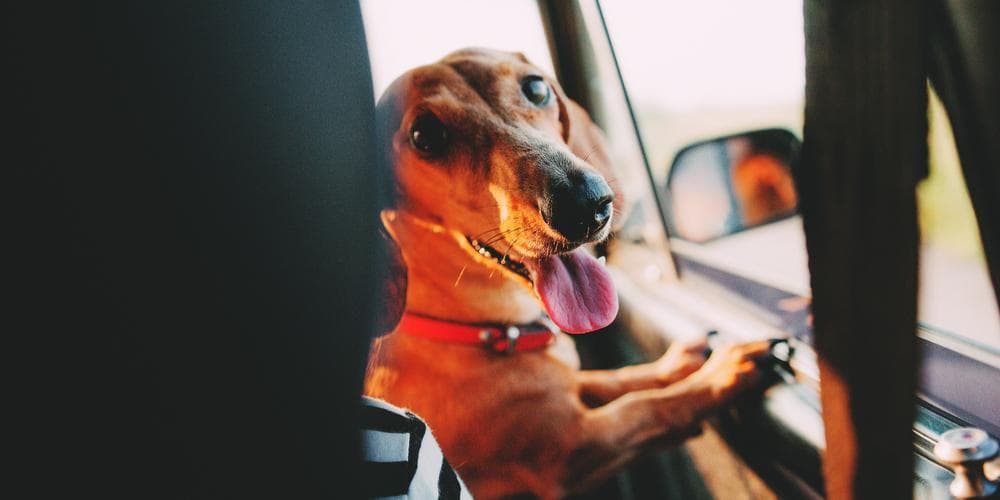 Ways to make taking your doxie on a road trip safe and fun for everyone