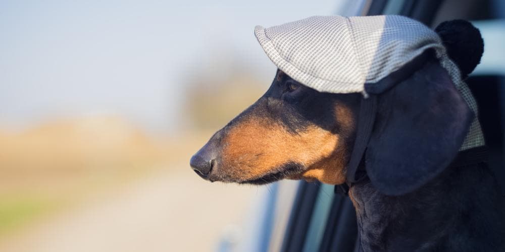 Doxie roadtrip! What should i know beforehand?
