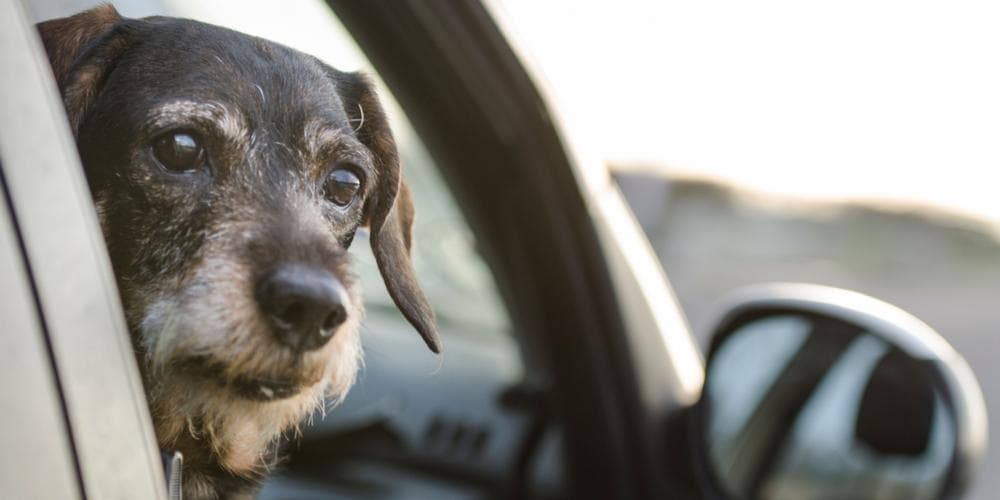 Doxie roadtrip! What should i know beforehand?