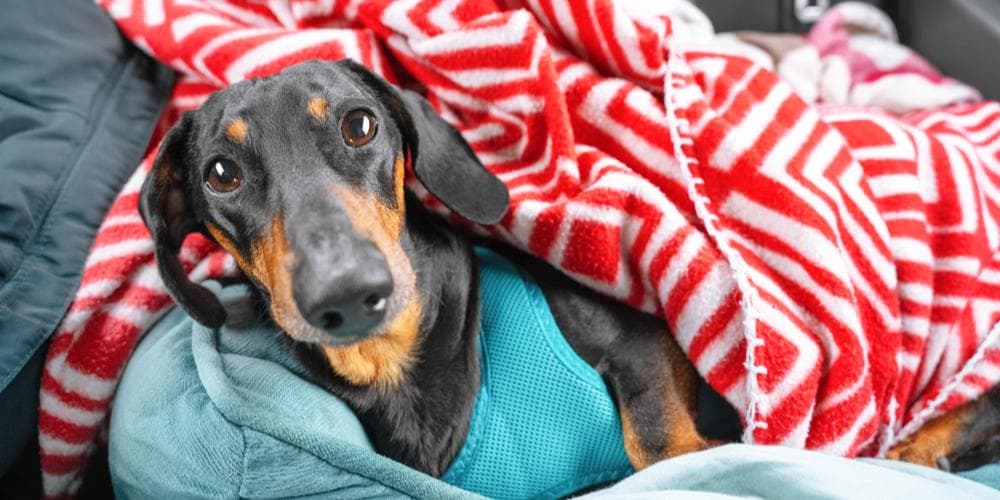 Doxie roadtrip! What should i know beforehand?