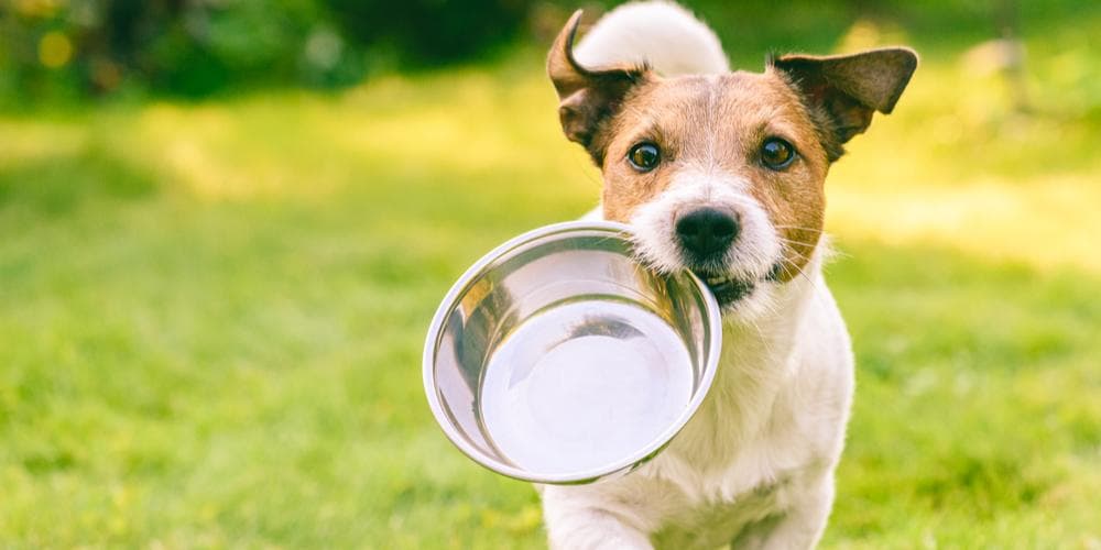 Is your dog a picky eater? Here’s why