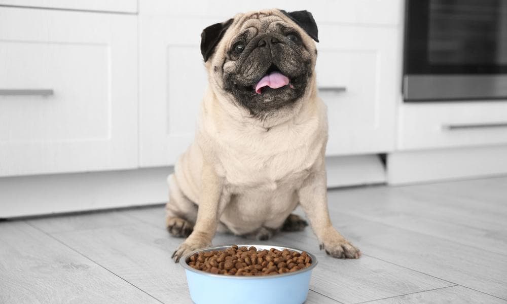 Is your dog a picky eater? Here’s why