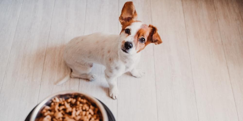 Is your dog a picky eater? Here’s why