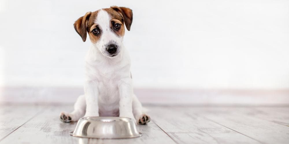 Is your dog a picky eater? Here’s why