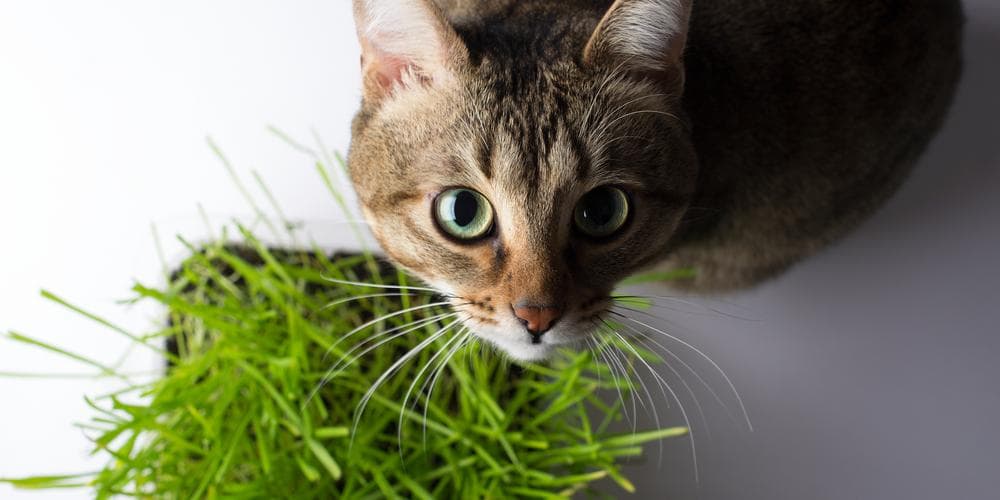 The benefits of Thyme for Cats