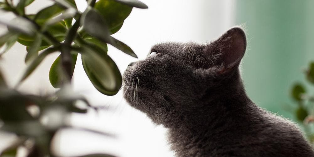 Benefits of thyme for cats