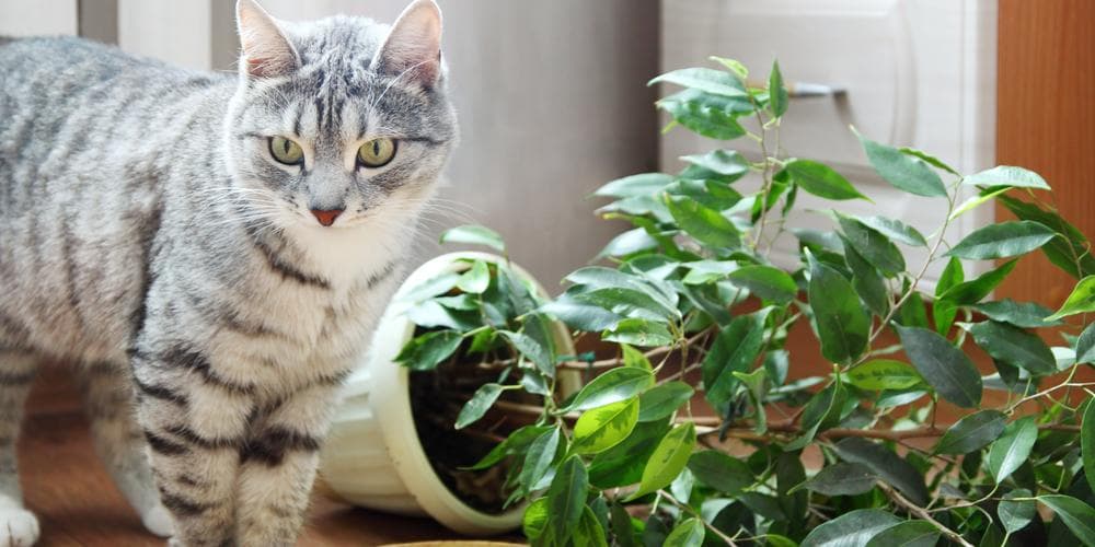 Benefits of thyme for cats