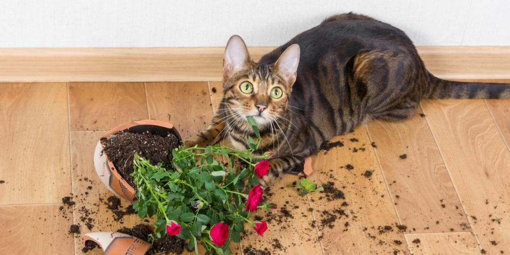 Benefits of Thyme for cats