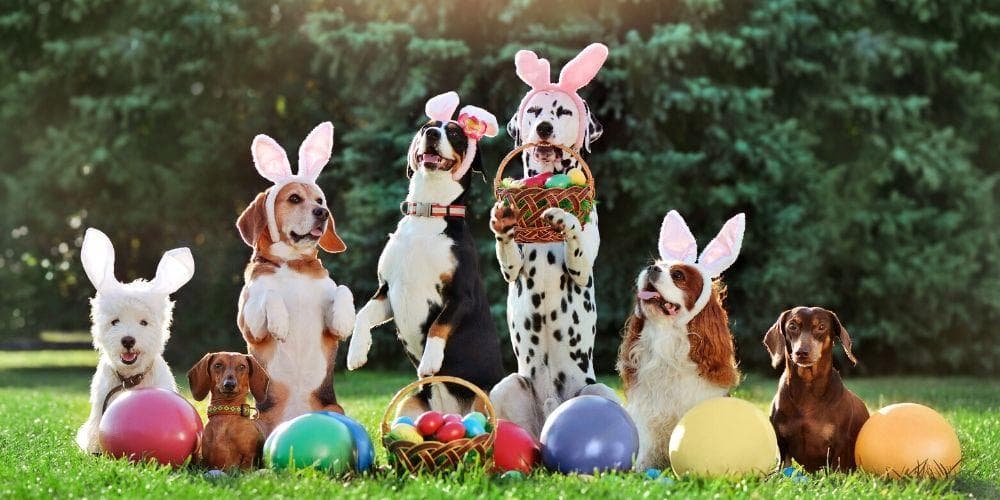 How to celebrate easter with your dogs