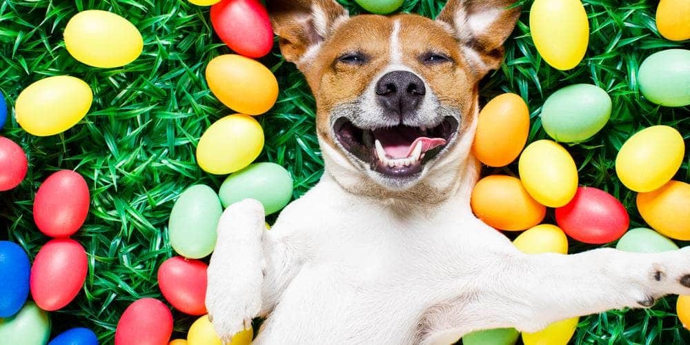 How to celebrate easter with your dogs