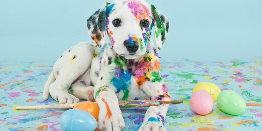 Fun Easter Activities that Include Your Pet!