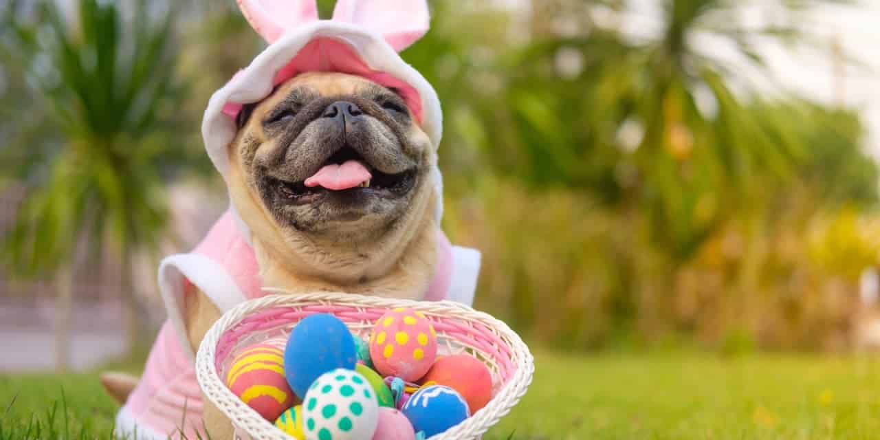 Fun easter activities that include your pet!