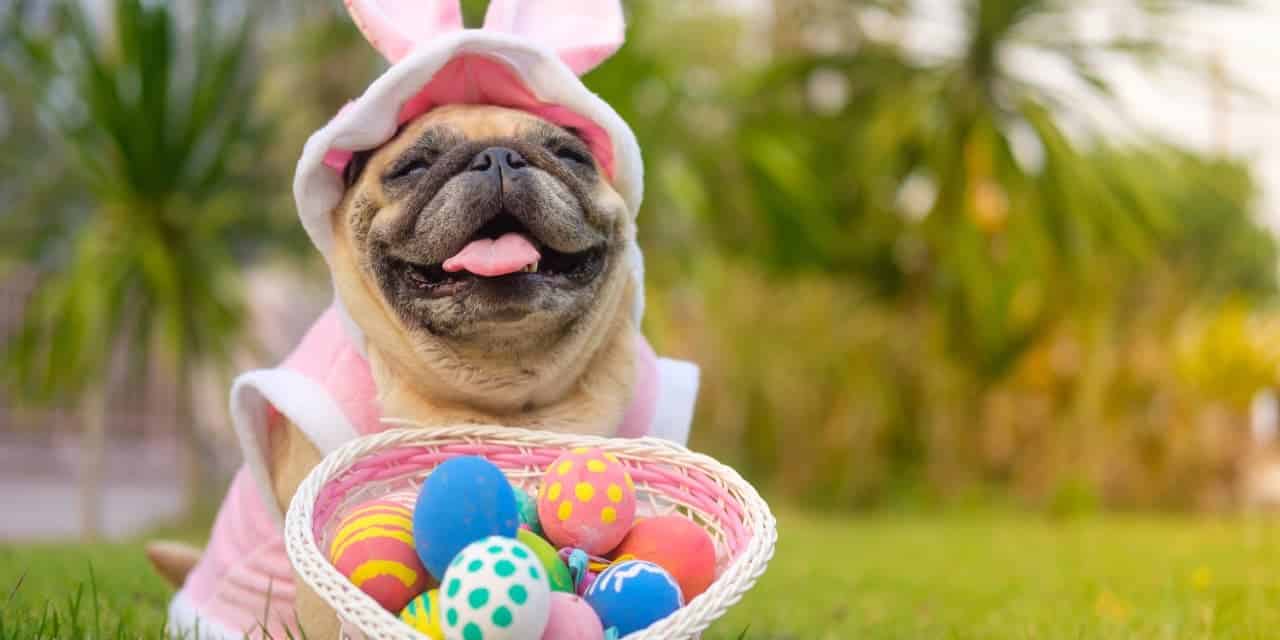 Fun Easter Activities that Include Your Pet!