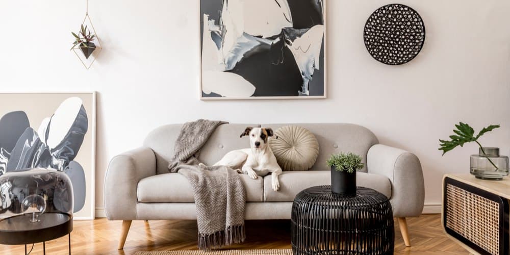 How to pick the best apartment dog