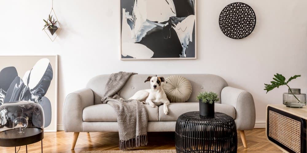 How To Pick The Best Apartment Dog