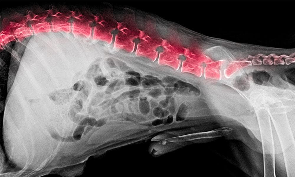 Spinal xray with ivdd