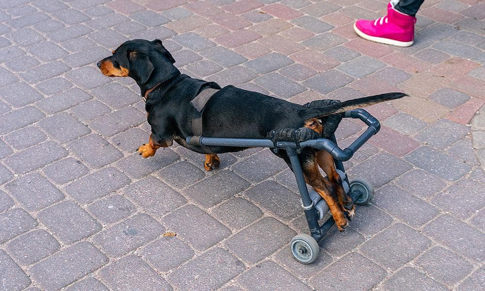 Dachshund on Wheelchair