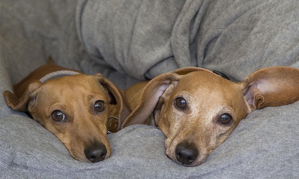 Two dachshunds with ivdd