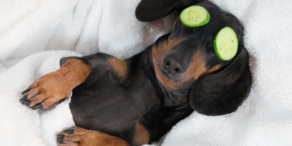 How to show love to your dachshund?
