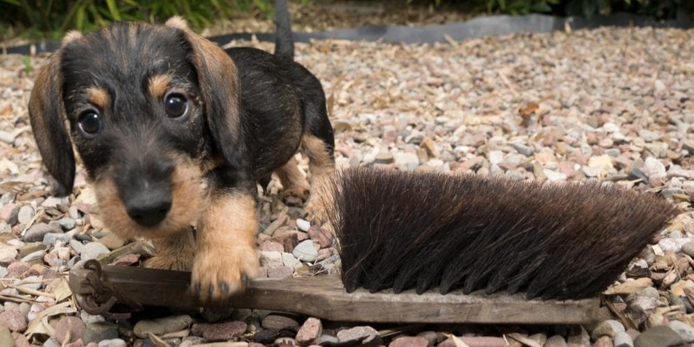 How to show love to your dachshund?