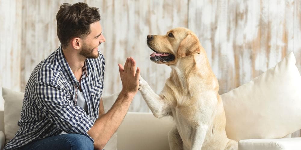 How do dogs show their love and affection?