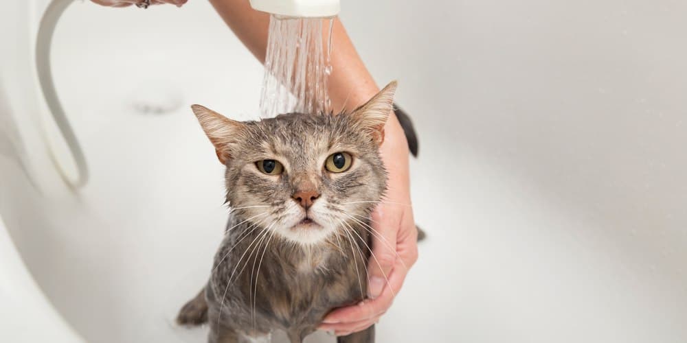 Why do cats hate water so much?