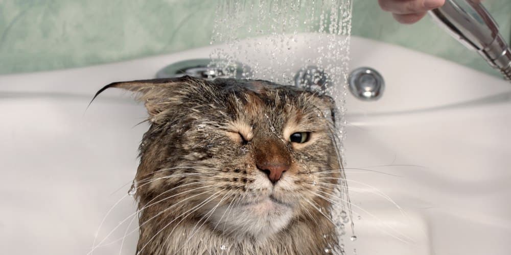 Why do cats hate water so much?