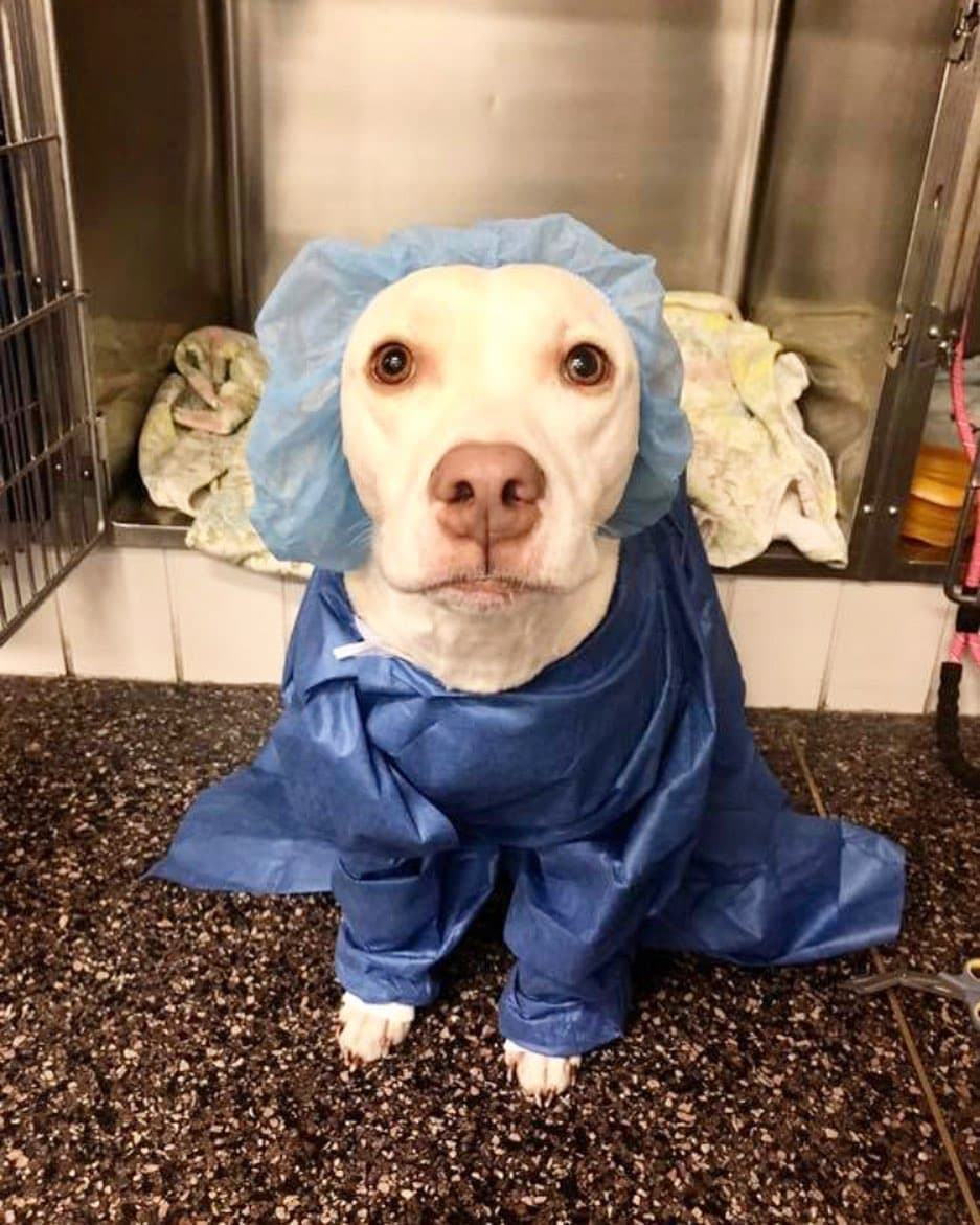 Dog dressed in medical gown