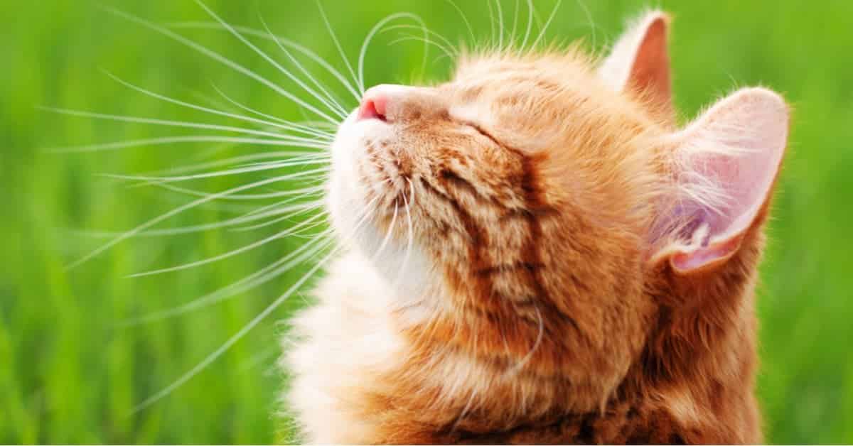 The benefits of lysine for cats