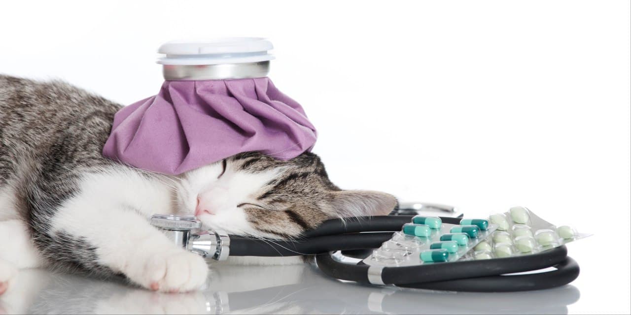 The benefits of lysine for cats