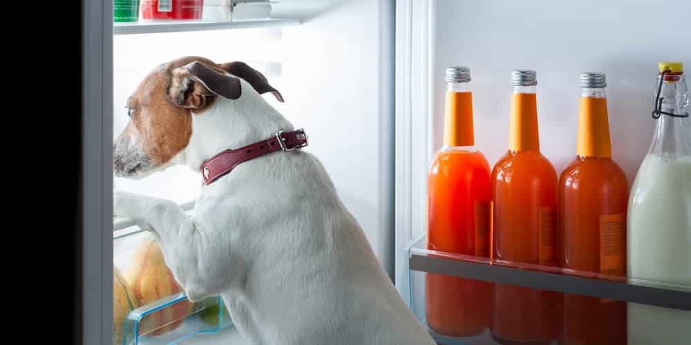 Sinais de que seu cachorro está com fome