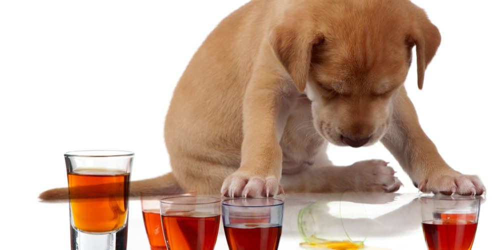 what if a dog gets drunk