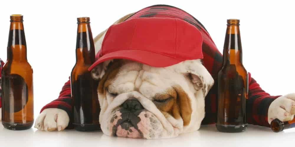 Can dogs get drunk