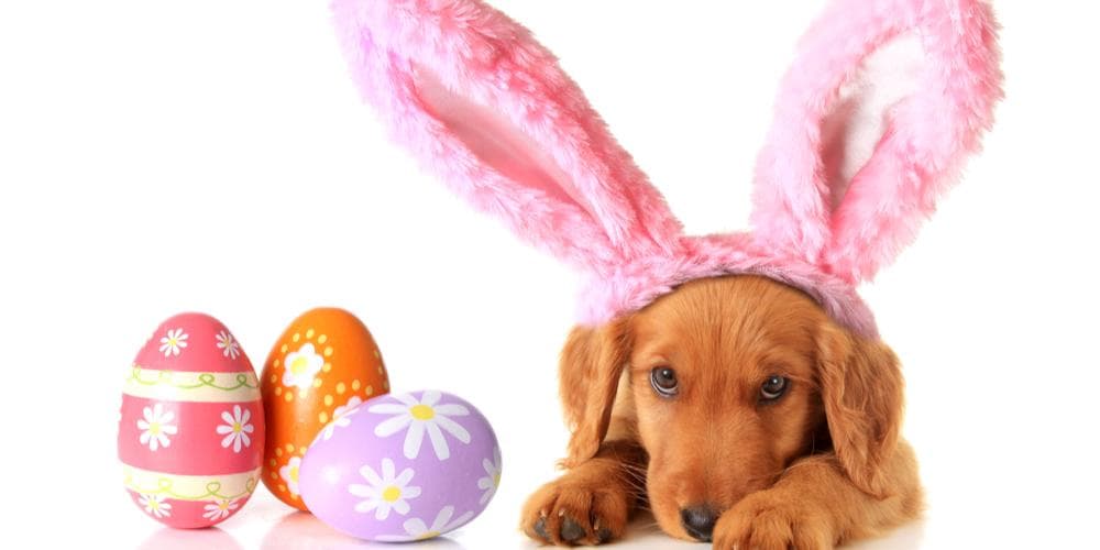 Easter Gift Ideas For Your Pet!