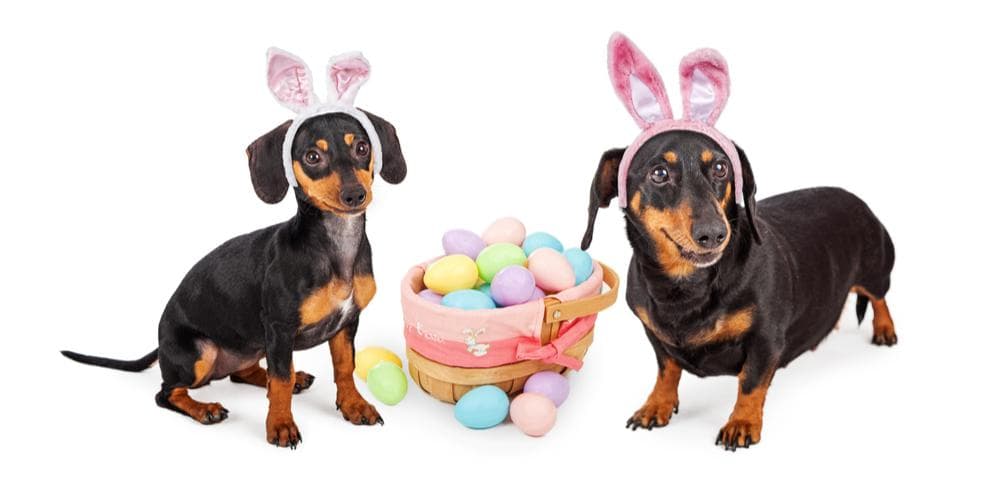 Easter gift ideas for your pet!