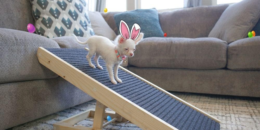 Easter gift ideas for your pet!
