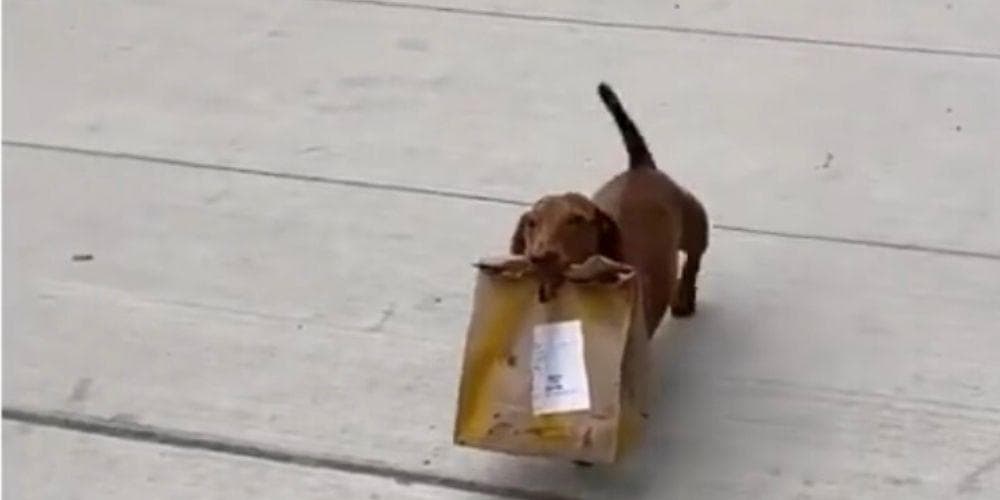 Need a delivery man? Get a doxie!