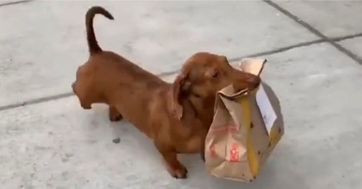 Need a delivery man? Get a doxie!