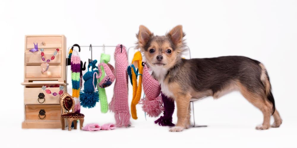 Advantages and disadvantages of dressing up your pet