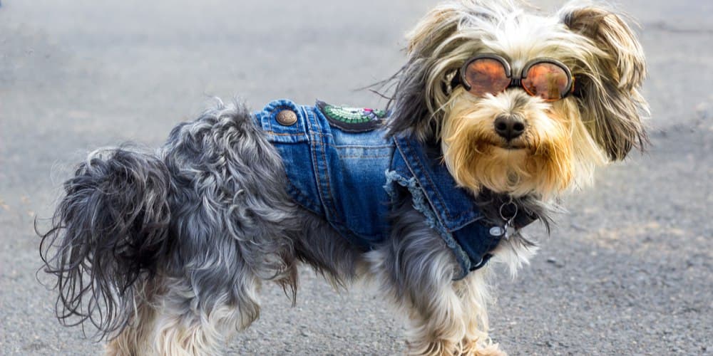 Benefits and disadvantages of dressing up your pet