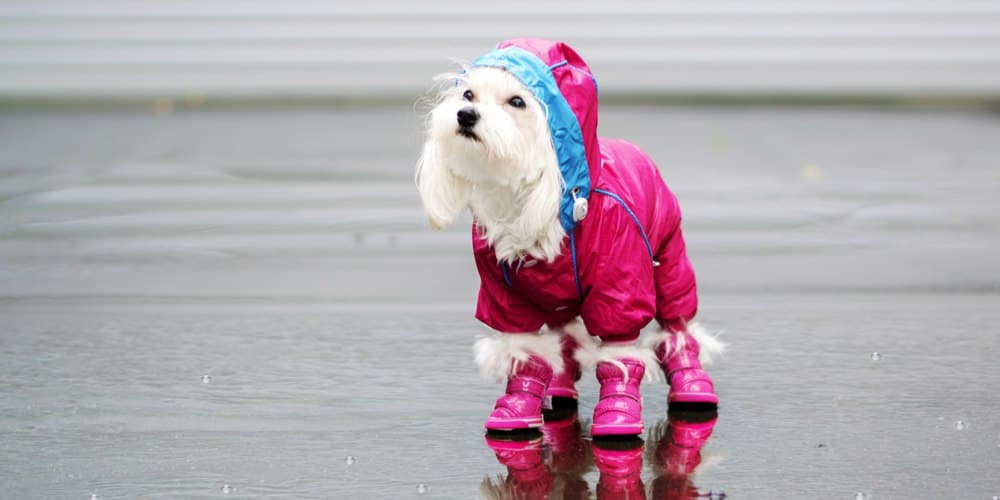 Benefits and disadvantages of dressing up your pet