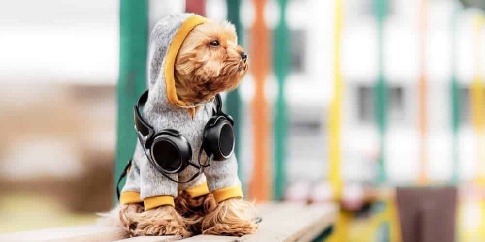 Benefits and disadvantages of dressing up your pet