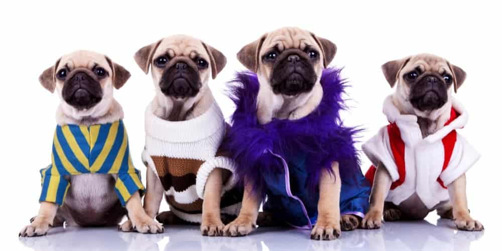 Benefits And Disadvantages Of Dressing Up Your Pet