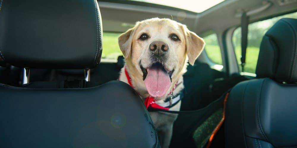 Would you drive without putting a seatbelt on your child? What about your dog?