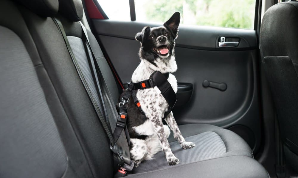 Would you drive without putting a seatbelt on your child? What about your dog?