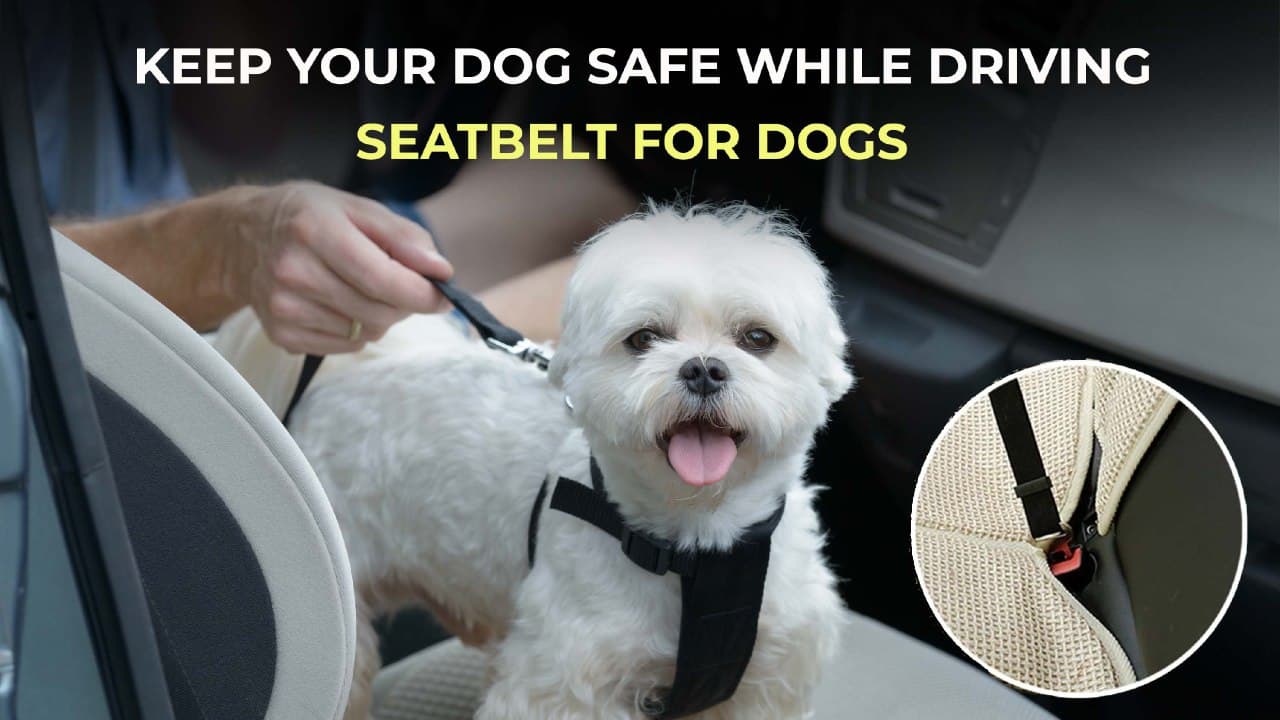 Dog seatbelt