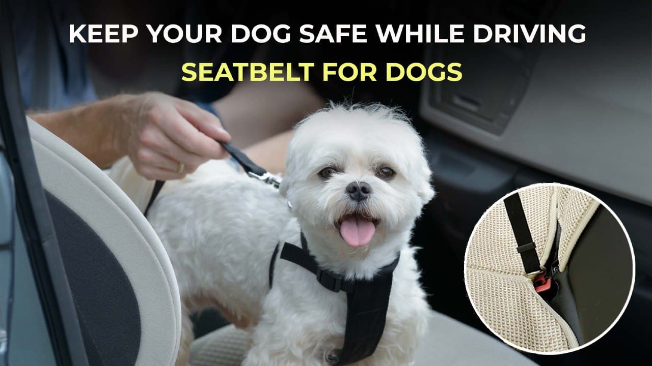 dog seatbelt