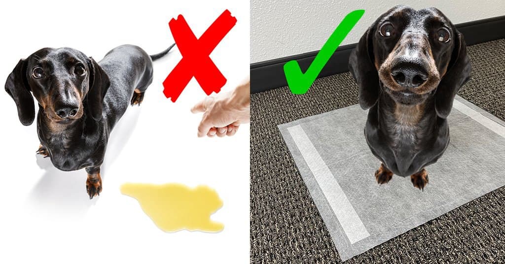 How and why to train your dog to use dog pee pads!