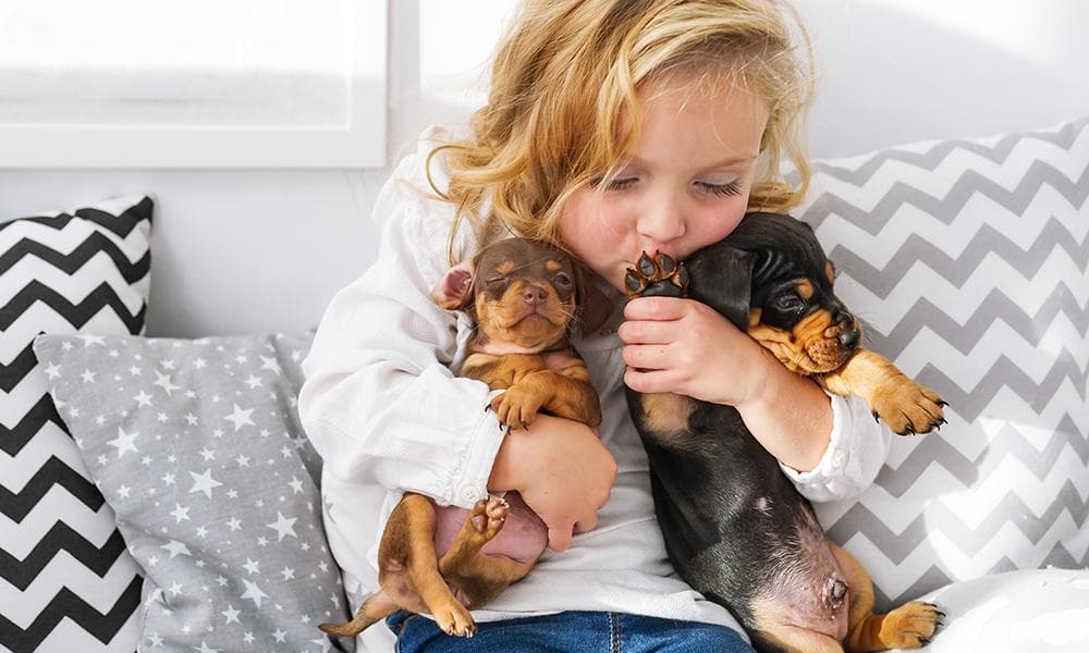 Kissing dachshund puppies